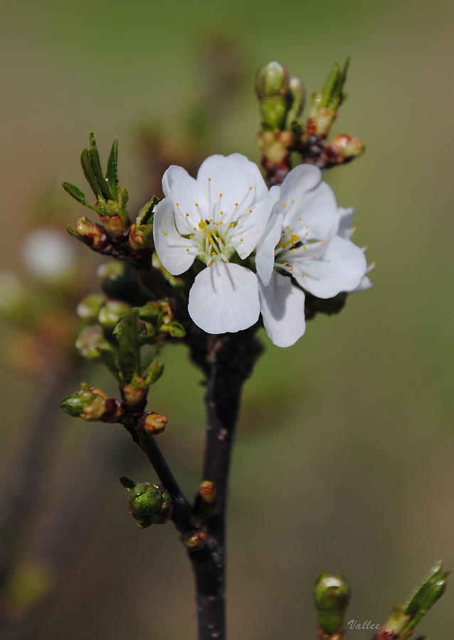 Cherry Blossoms #1 Photograph by Vallee Johnson