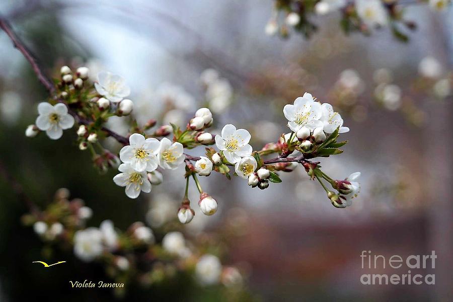 Sour Cherry Blossoms 4 Photograph by Violeta Ianeva | Pixels