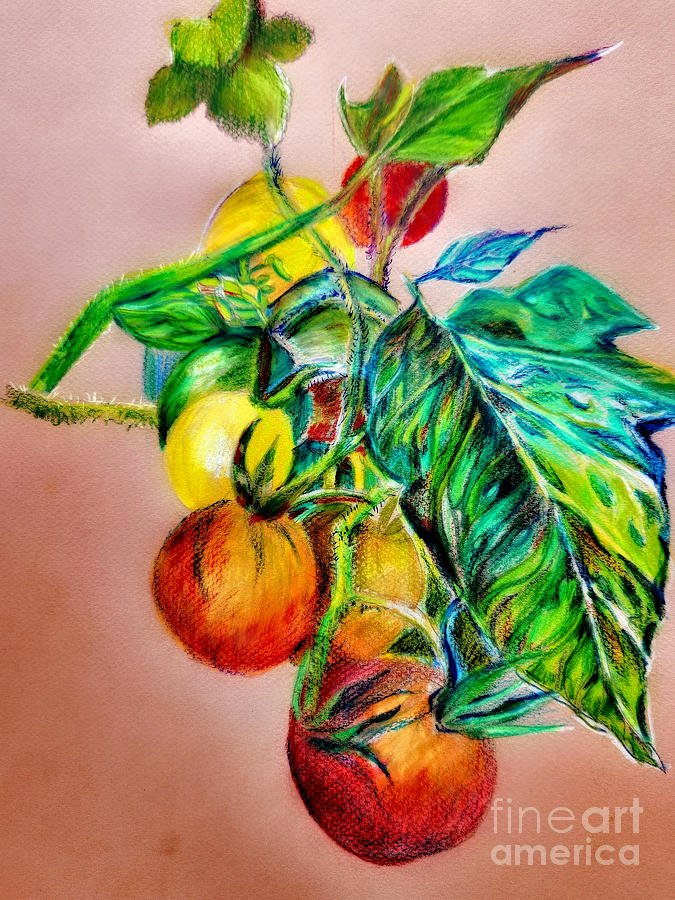 Cherry Tomatoes #1 Drawing by Mindy Newman