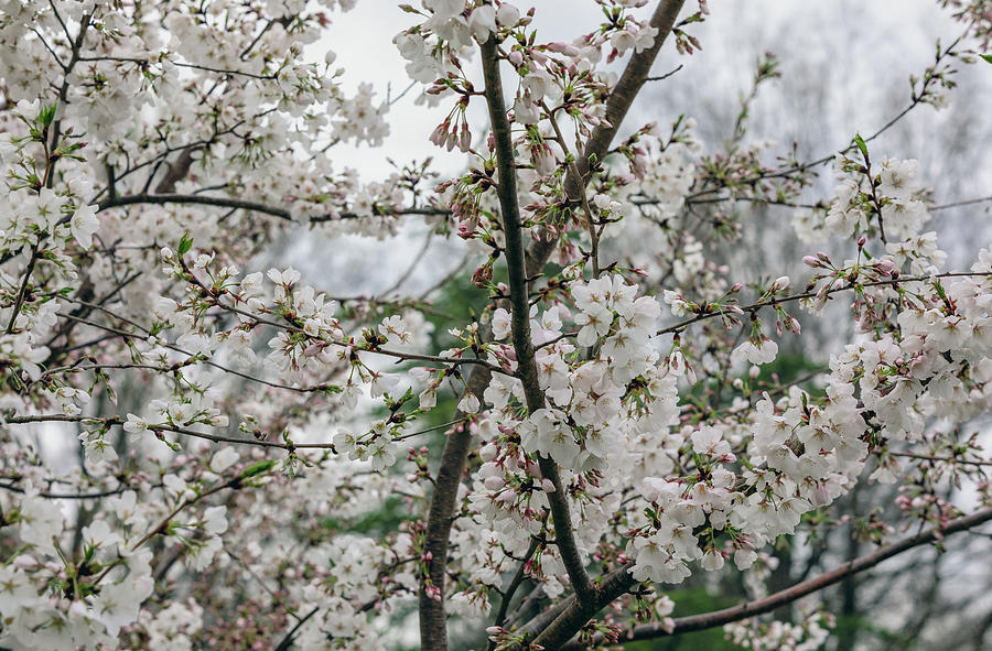 Cherry Tree Blossoms #1 Photograph by Rachel Morrison