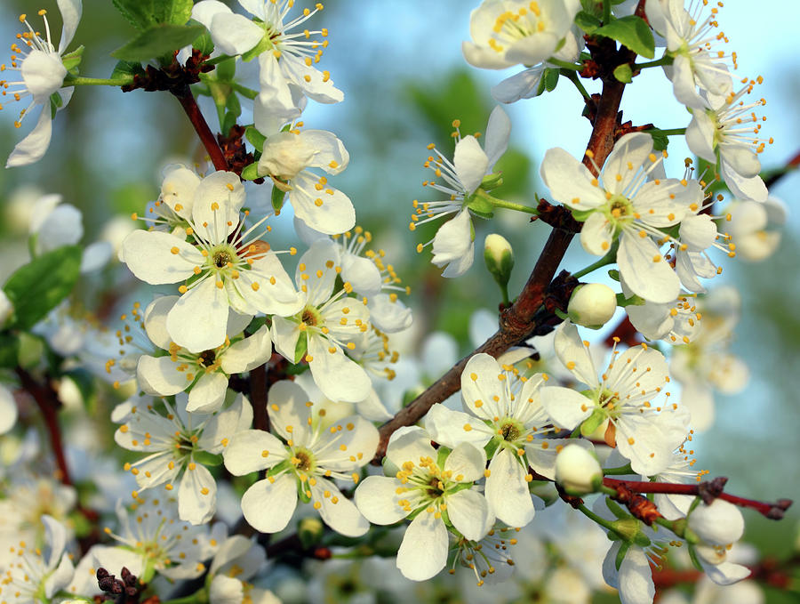 Cherry Tree Flowers Macro #1 Photograph by Mikhail Kokhanchikov