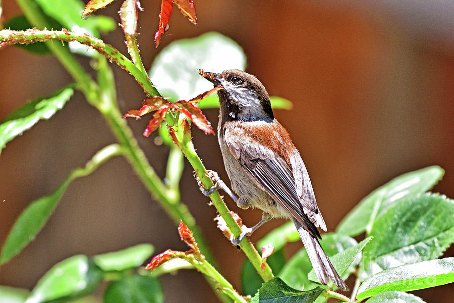 Chestnut-backed chickadee #1 Photograph by Amazing Action Photo Video