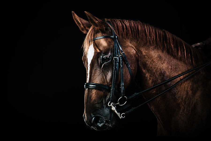 Chestnut horse portrait #1 Photograph by Pixalot