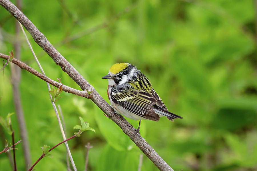 Chestnut-sided warbler  #1 Photograph by SAURAVphoto Online Store