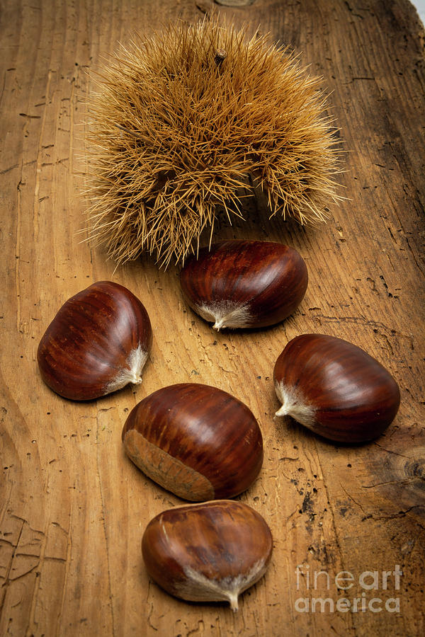 Still Life Photograph - Chestnuts on a wooden table.  #2 by Bernard Jaubert