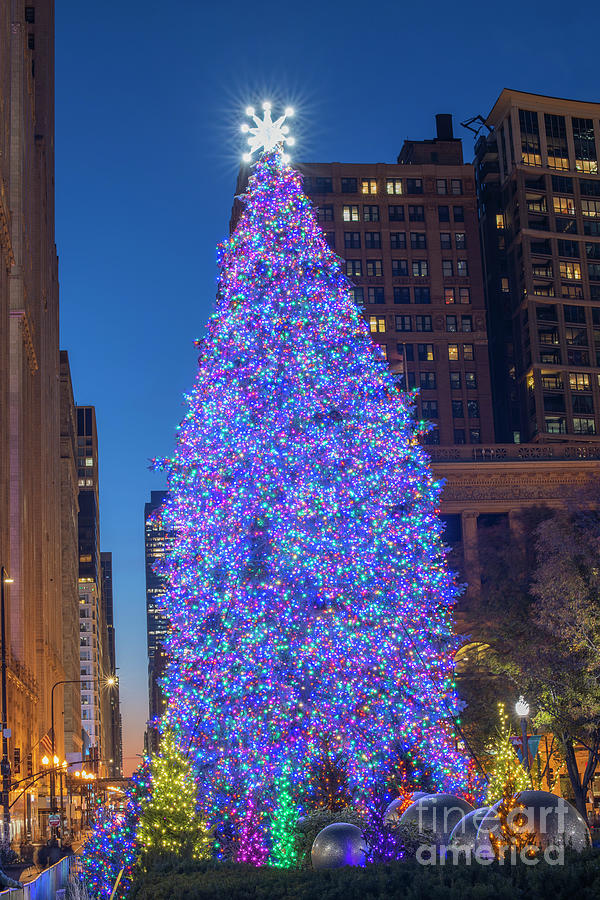 Chicago Christmas Tree, 2021 #1 Photograph by Juli Scalzi