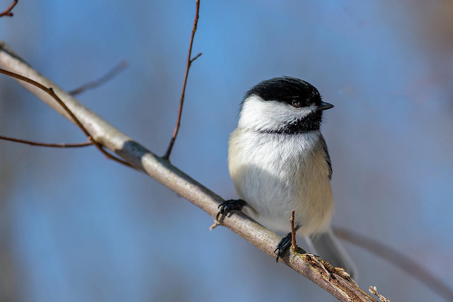 Chickadee Photograph by Kirk Hewlett - Fine Art America