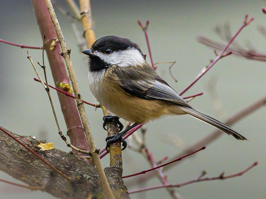 Chickadee #1 Photograph by Mark Mille