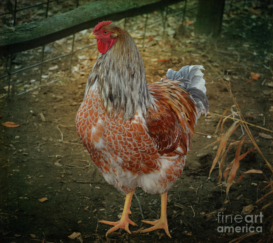 Chicken #1 Photograph by Mary Machare