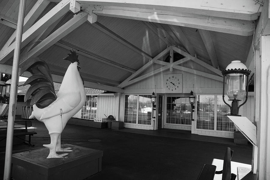 Chicken statue on Historic Route 66 at White Fence Farm in Romeoville Illinois BW #1 Photograph by Eldon McGraw