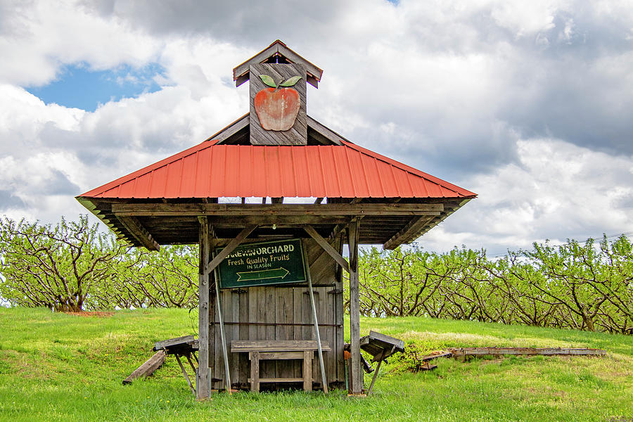 Learn About Peaches  Chiles Family Orchards