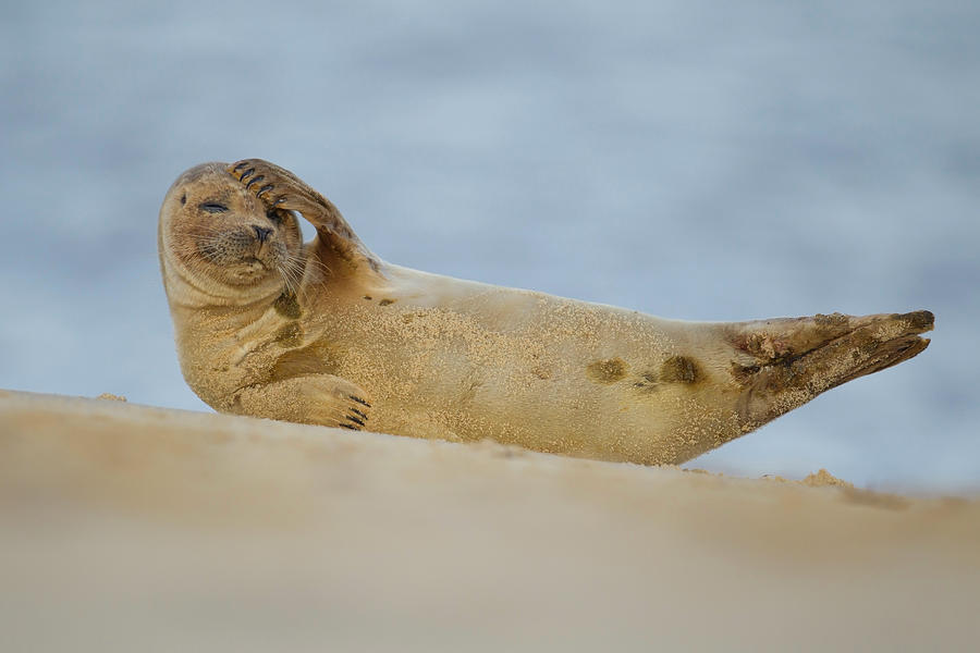 Chillin on the beach Photograph by Kevin Sawford - Fine Art America