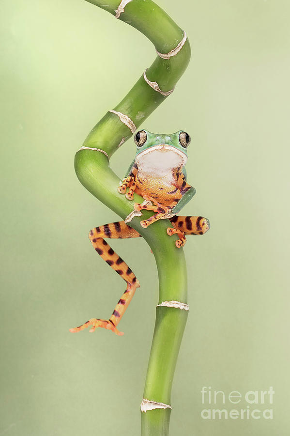 Nature Photograph - Chilling Tiger Leg Monkey Tree Frog #1 by Linda D Lester