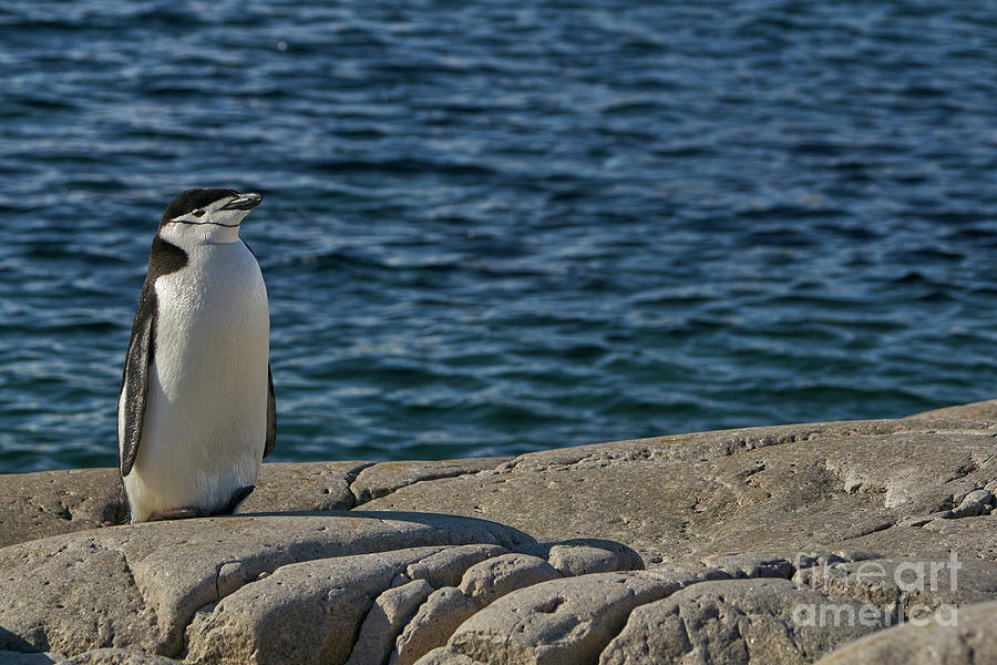 Chinstrap Penguin #1 Photograph by Brian Kamprath