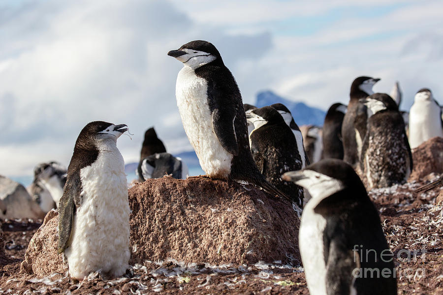 Chinstrap penguins Pygoscelis antarctica b1 #1 Photograph by Eyal Bartov