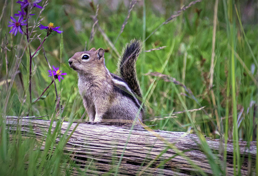Chipmunk #1 Photograph by Laura Terriere