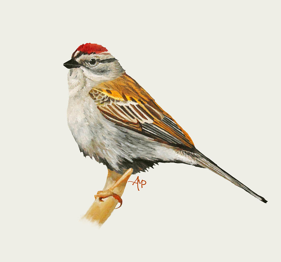 Sparrow Painting - Chipping Sparrow #1 by Angeles M Pomata