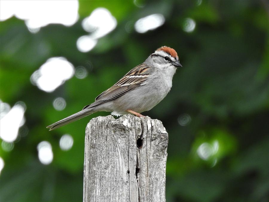 Nature Photograph - Chipping Sparrow #1 by Betty-Anne McDonald