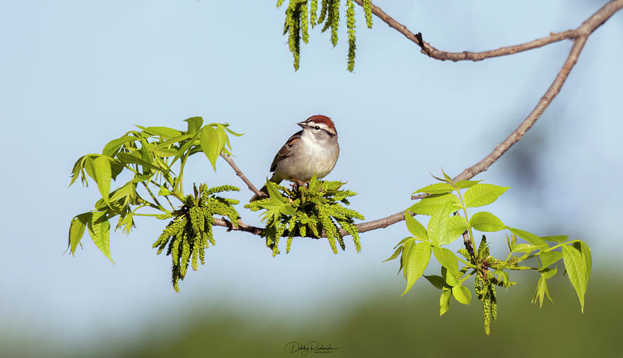 Chipping Sparrow #1 Photograph by Debby Richards