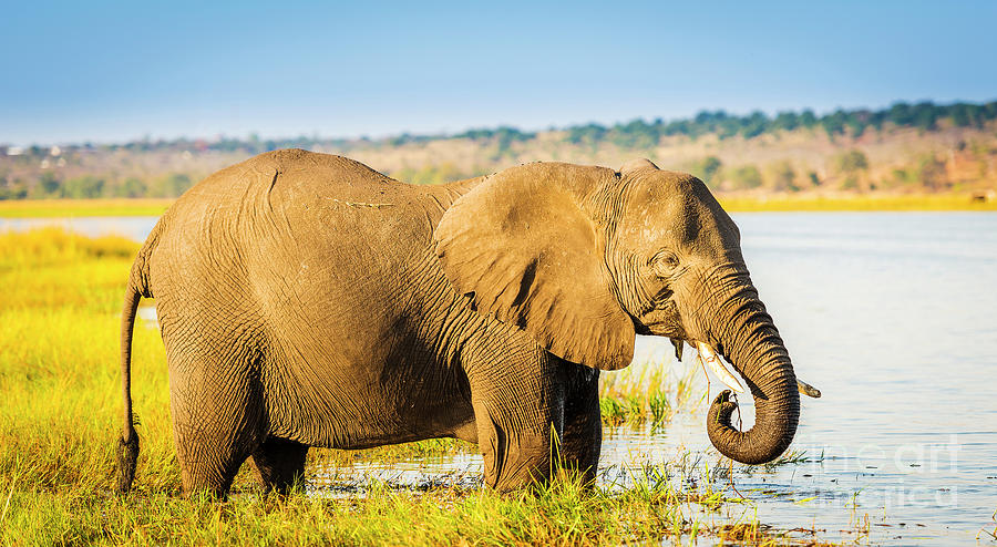 Chobe National Park Elephant Photograph