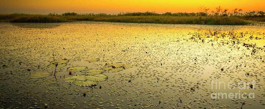 Chobe River Photograph