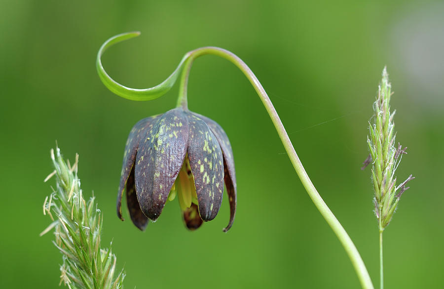 Chocolate Lily Fritillaria affinis, Cowichan Valley, Vancouver Island, British Columbia #1 Photograph by Kevin Oke