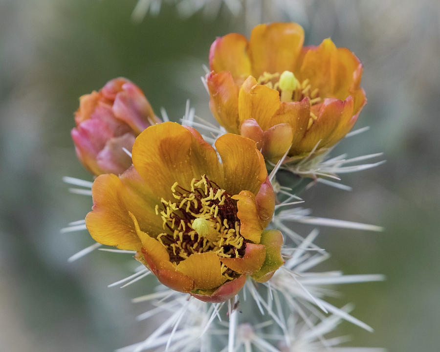 Cholla cactus blooms Photograph by Rosemary Woods | Fine Art America