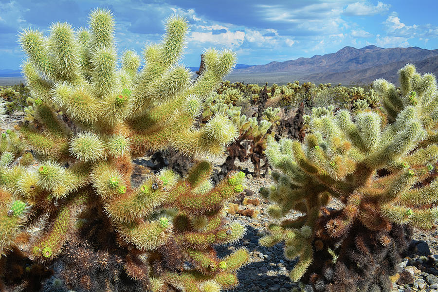 Cholla Cactus Garden Landscape #1 Photograph by Kyle Hanson