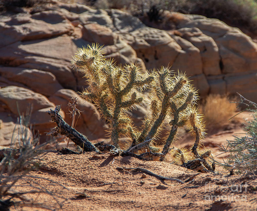 Desert Photograph - Cholla Cactus #1 by Stephen Whalen