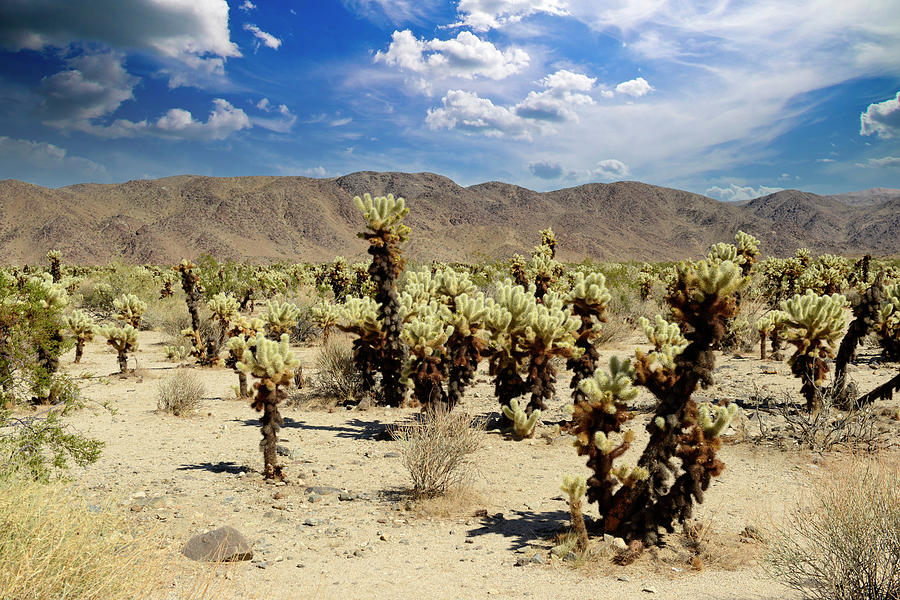 Cholla Gardens Photograph by Chris Smith - Fine Art America