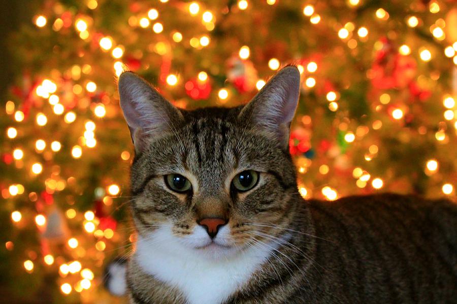 Christmas Cat #1 Photograph by Catie Canetti