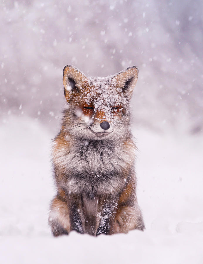 Christmas Photograph - Christmas Fox #2 by Roeselien Raimond