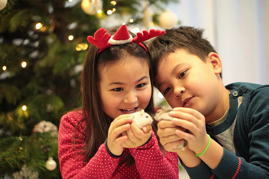 Christmas portrait of sibling with their pet hamster at home. #1 Photograph by Susan.k.