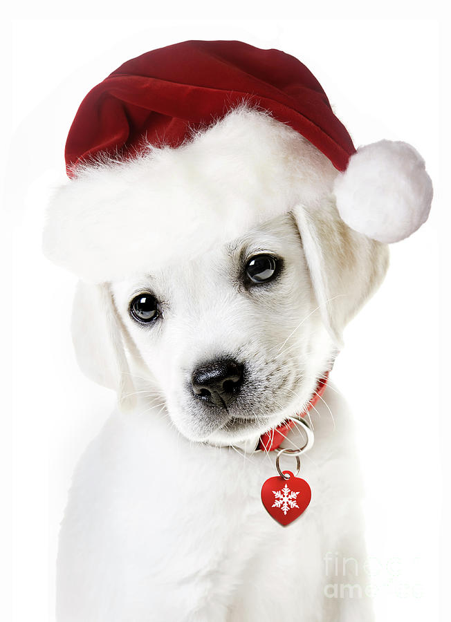 Christmas Puppy #1 Photograph by Diane Diederich