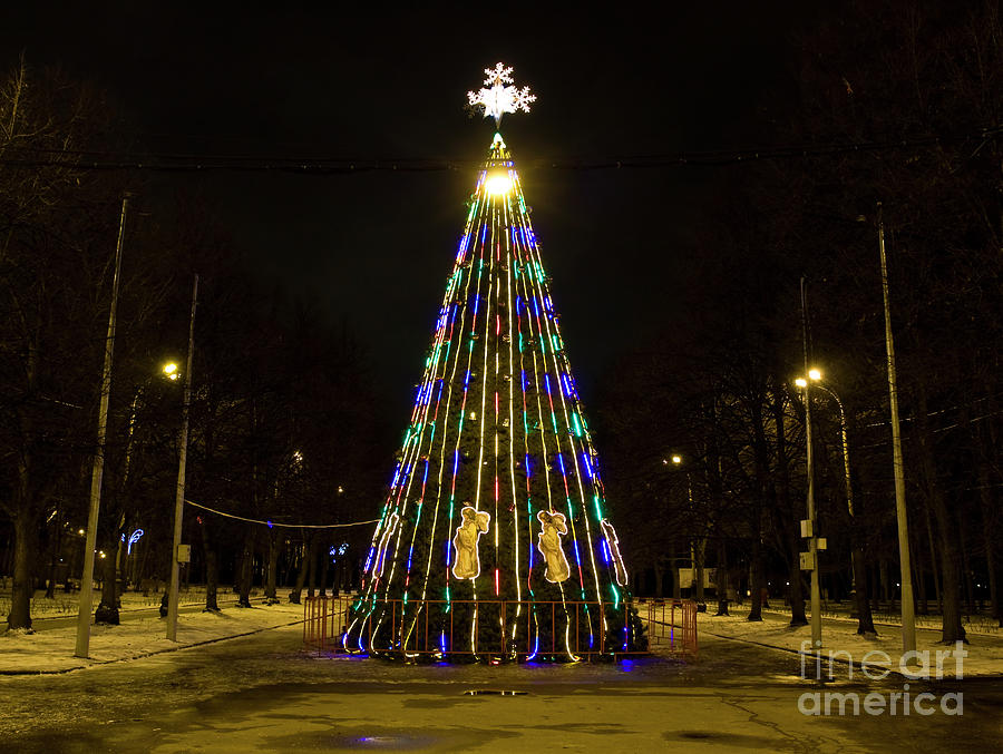 Christmas tree #1 Photograph by Irina Afonskaya