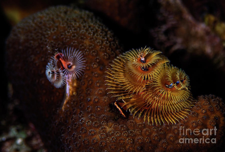 Christmas Tree Worms #1 Photograph by JT Lewis
