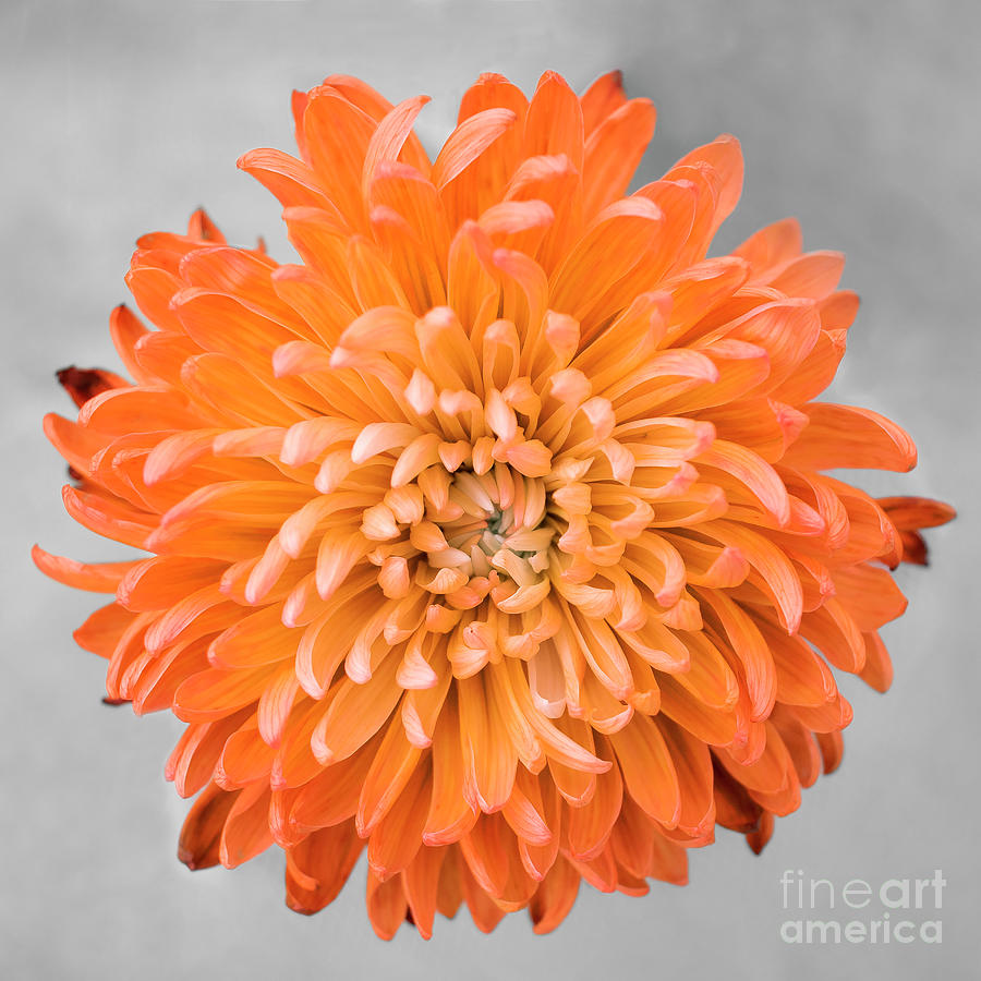 Chrysanthemum Flower Joy-Orange Photograph by Renee Spade Photography