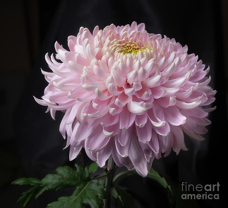 Chrysanthemum Seatons Je Dore #1 Photograph by Ann Jacobson
