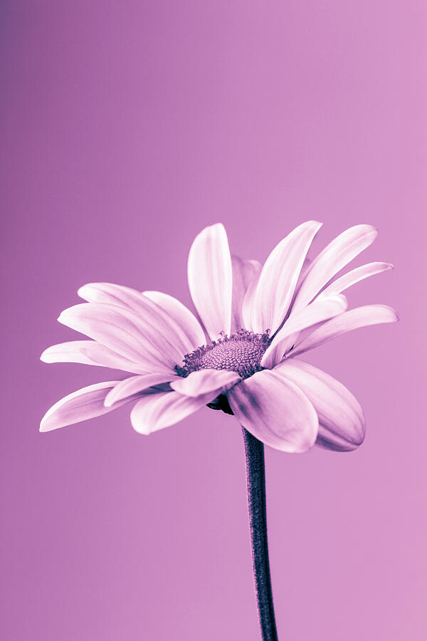 Chrysanthemum Purple Tone Photograph by Tanya C Smith