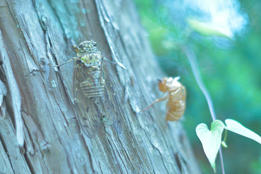 Cicada #1 Photograph by Photo by Kosei Saito