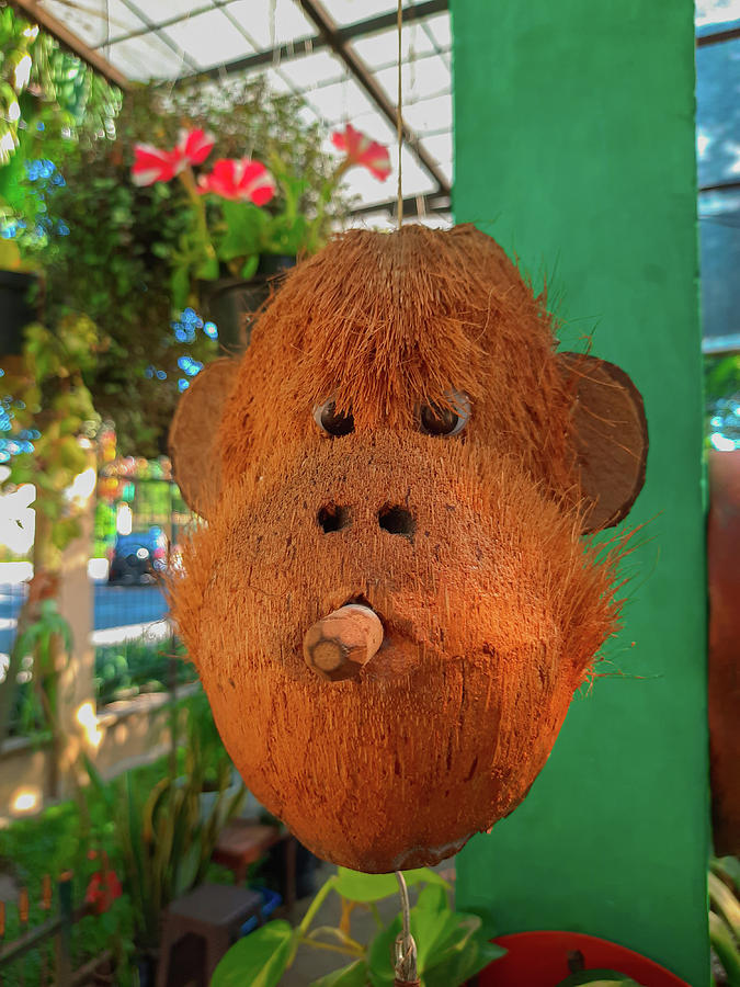 Cigar smoking monkey head made from coconut in front view and full ...