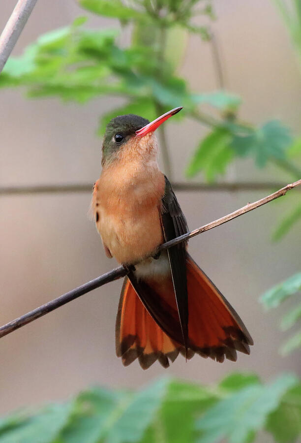 Hummingbird Photograph - Cinnamon Hummingbird #2 by William Mertz Photography