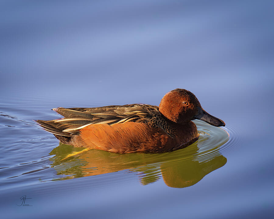 Wildlife Photograph - Cinnamon Teal #1 by Jim Thompson Wildlife Photograph - Cinnamon Teal #1 by Jim Thompson