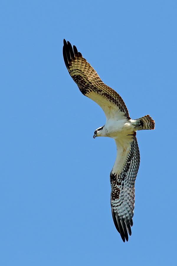 Circling Osprey Photograph by Daniel Caracappa - Fine Art America