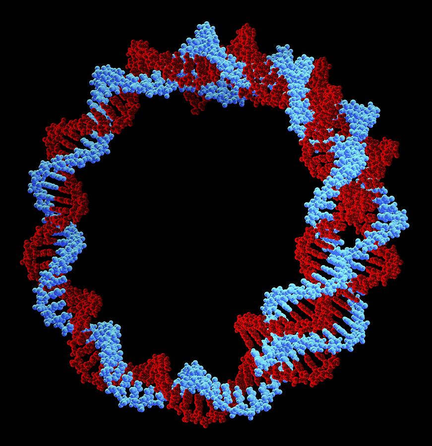 Circular DNA (Deoxyribonucleic Acid) molecule #1 Drawing by Pasieka/spl Circular DNA (Deoxyribonucleic Acid) molecule #1 Drawing by Pasieka/spl