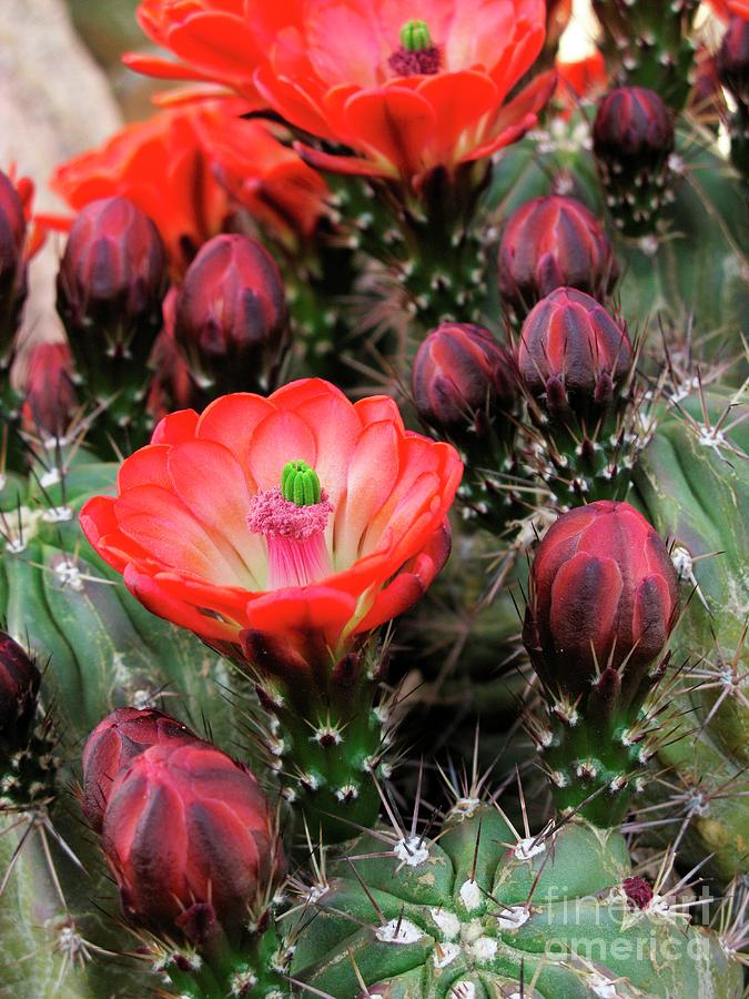 Claret Cup Cactus Photograph by Pamela Kelso - Fine Art America