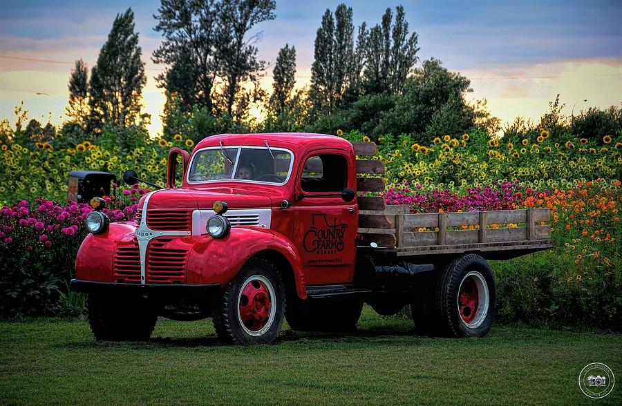 Classic Dodge Flatbed Truck #1 Photograph by Sonja Peterson Photography ...