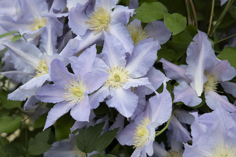 Clematis #1 Photograph by Andrew Dernie