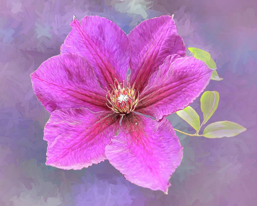 Clematis Photograph by Sue Leonard