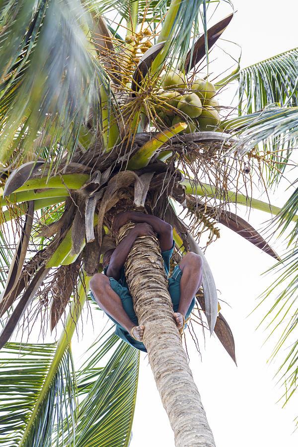Climbing Coconut Palm and collecting fruits #1 Photograph by PJPhoto69